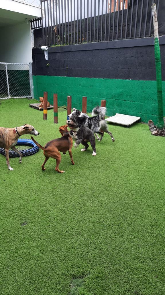 pastryink's tweet photo. @Beacello hola Bea! viera que nosotros dejamos a Oscar en un Pet center que los tratan super bien, el dia solo anda como en 5mil y si es de un dia a otro como 10 no me acuerdo bien. se llama Dandy y queda detrás de la casa de Buen Día en Sabana https://t.co/xDjEHwJRnB