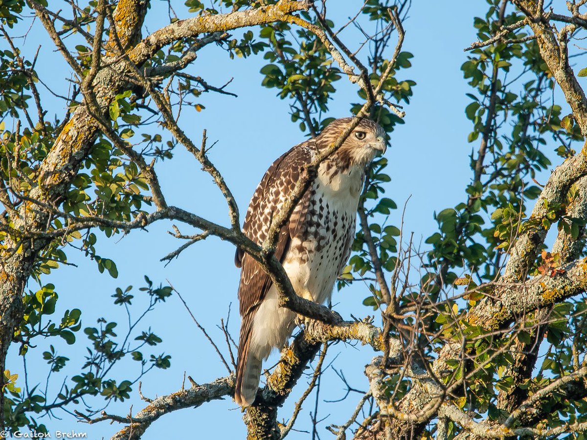 Bird Walks return to The Meadow starting in September! 
Details on our website: 
connemaraconservancy.org/events/bird-wa…
Juvenile Red-tailed Hawk recently seen in The Meadow.  
📷 Gailon Brehm