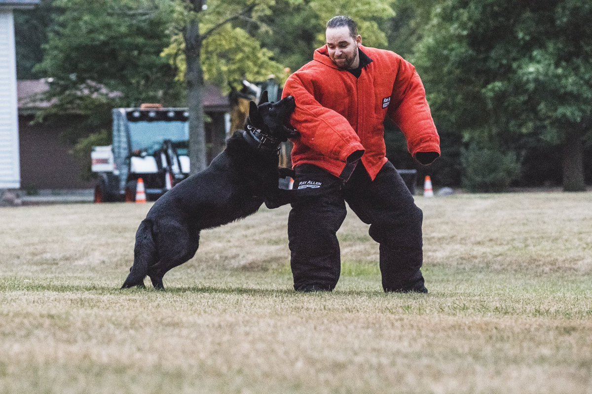 Happy #workingdogwednesday !! #policek9 #gsd #rayallenk9 #furmissile