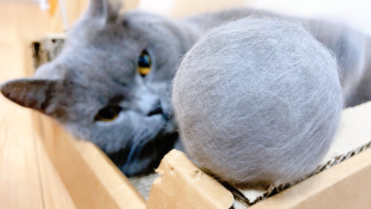 daisuke88da's tweet photo. ぐみちゃんの “概念” 

#猫 https://t.co/SubpTZ1xbp