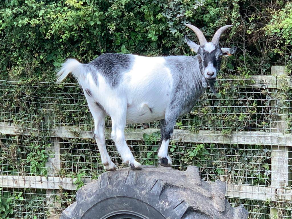 "Who me?! You must be kid-ding!" #goatpuns #ORCHYD50 #ORCHYDHolidayClub