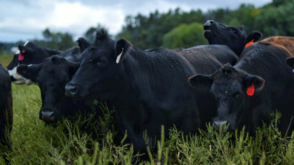 WallaceCenter's tweet image. We're accepting applications for our Regenerative Grazing Mini-Grant and Scholarship Program until this Friday.

Check out our list of suggested courses and trainings that will level up your grazing knowledge, or find your own!

regenerativeagideanetwork.org/offerings/graz…