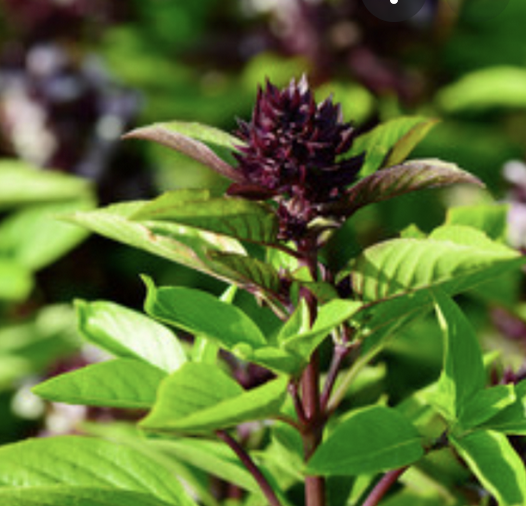 #SalishSea News: Thai basil, Lorraine Loomis, culvert removal, Perseid meteors, March Pt Heronry, bug-eating plant bit.ly/3yHulbG