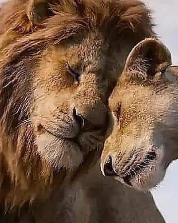 ...Buda’ya,

– “Senden hoşlanıyorum” 
ile 
“seni seviyorum” 
arasındaki fark nedir? 

diye sormuşlar.

Buda şöyle cevap vermiş;

– Bir çiçekten hoşlanırsan onu koparırsın, 
ama bir çiçeği seversen, 
onu her gün sularsın.

Bunu anlayan kişi yaşamı anlar...