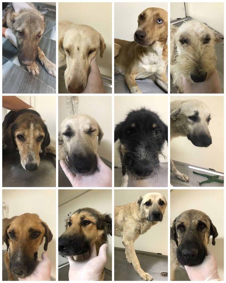 DİKKAT

Dün bayıltıktan sonra küpeleri sökülen, baygın halde Kızılcahamam Çamlıdere arasındaki ormana atılan, bir kısmı ağır hasta ve yaralı olan bu köpekleri tanıyan var mı? Ayrıca uygulama noktasından delilleriyle ihbar yapana para ödülü verilecek, kimliği gizli tutulacaktır.