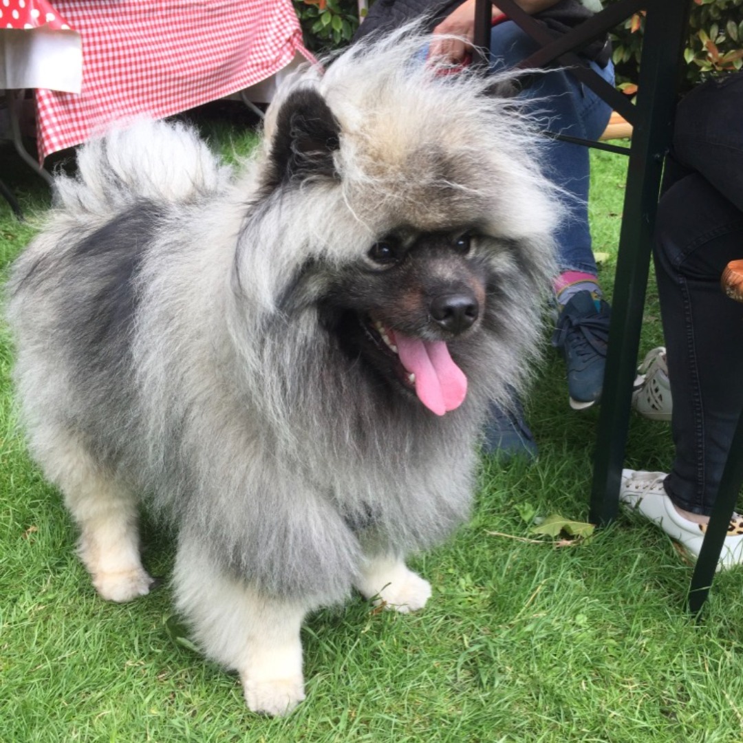 The Spread tweet media