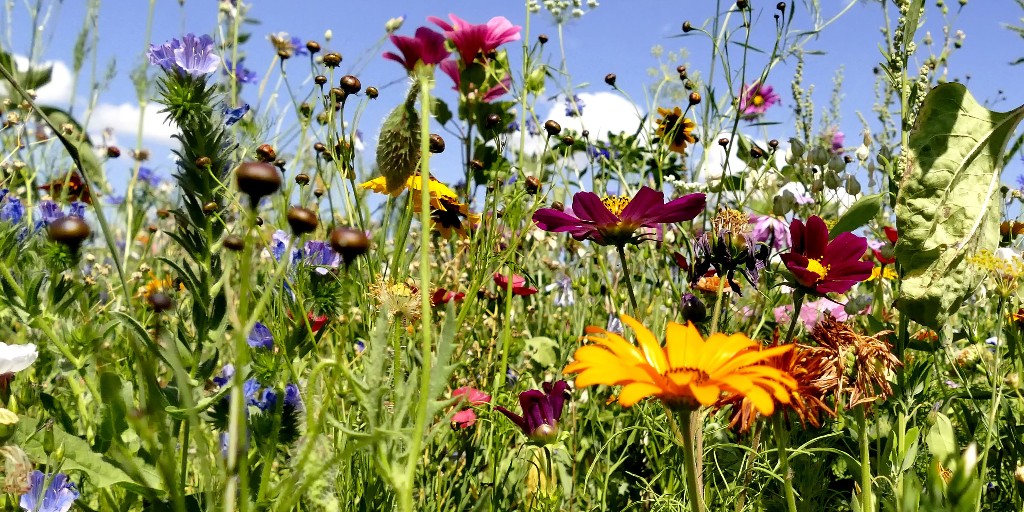 #BREntscheid
Bis 2030 sollen 30 Prozent aller Flächen weltweit für die #Artenvielfalt gesichert werden. So lautet ein Ziel der weltweiten Biodiversitäts-Konferenz im Oktober.  Heute hat der BR der 🇨🇭 Delegation das Mandat dafür erteilt. #Biodiversität uvek.admin.ch/uvek/de/home/u…