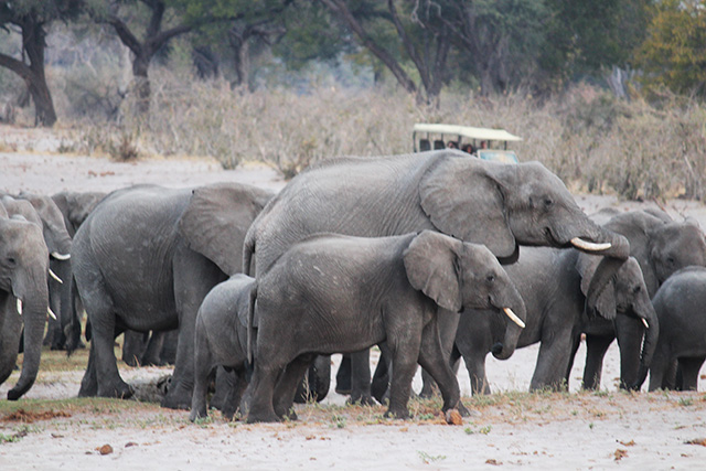 ELEPHANT AUCTION … The environment ministry this morning announced it has sold 57 out of 170 elephants which were put on auction in December. Fifteen of the sold animals will remain in Namibia while the remaining 42 will be exported.
