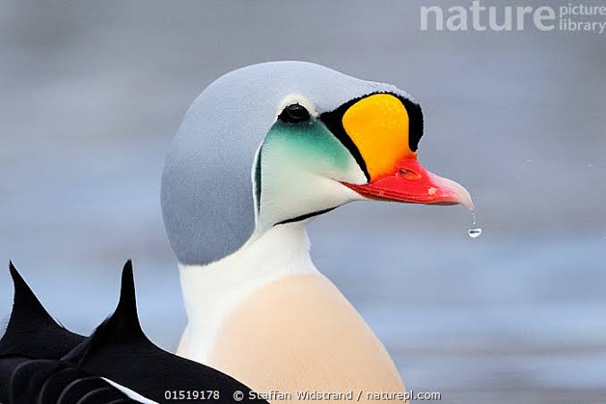 Ducks are the best kind of bird