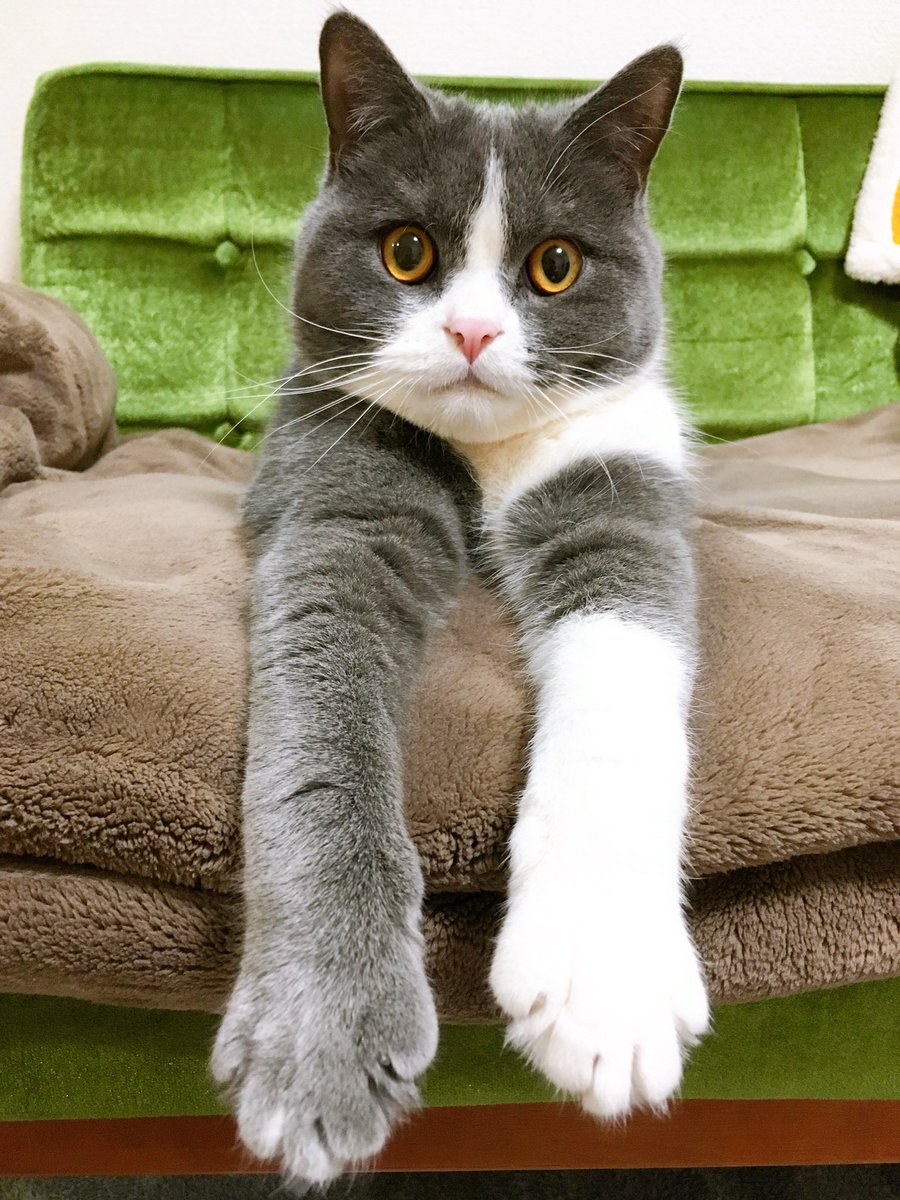 daisuke88da's tweet photo. 🐱→😸

#猫 https://t.co/UCW8dfYjcw