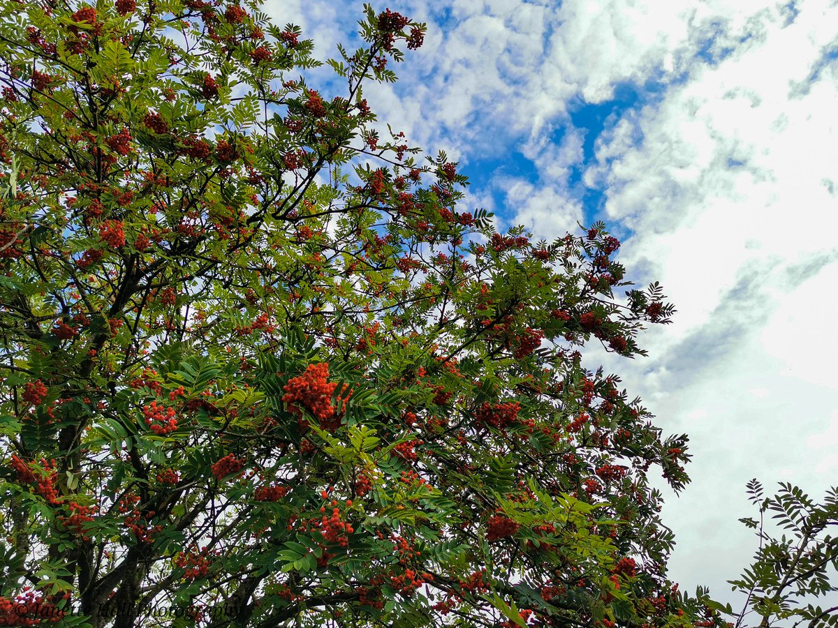 JanetteHall's tweet photo. Berry tree and blue skies. Penwortham, Preston
#berrytree #blueskies #tree #tree_brilliance #penwortham #preston #Lancashire #igerspreston #igerslancashire #nature #naturephotography #loveukweather #ukweather @BBCWthrWatchers @bbcweather https://t.co/S5yqJ8s2mZ