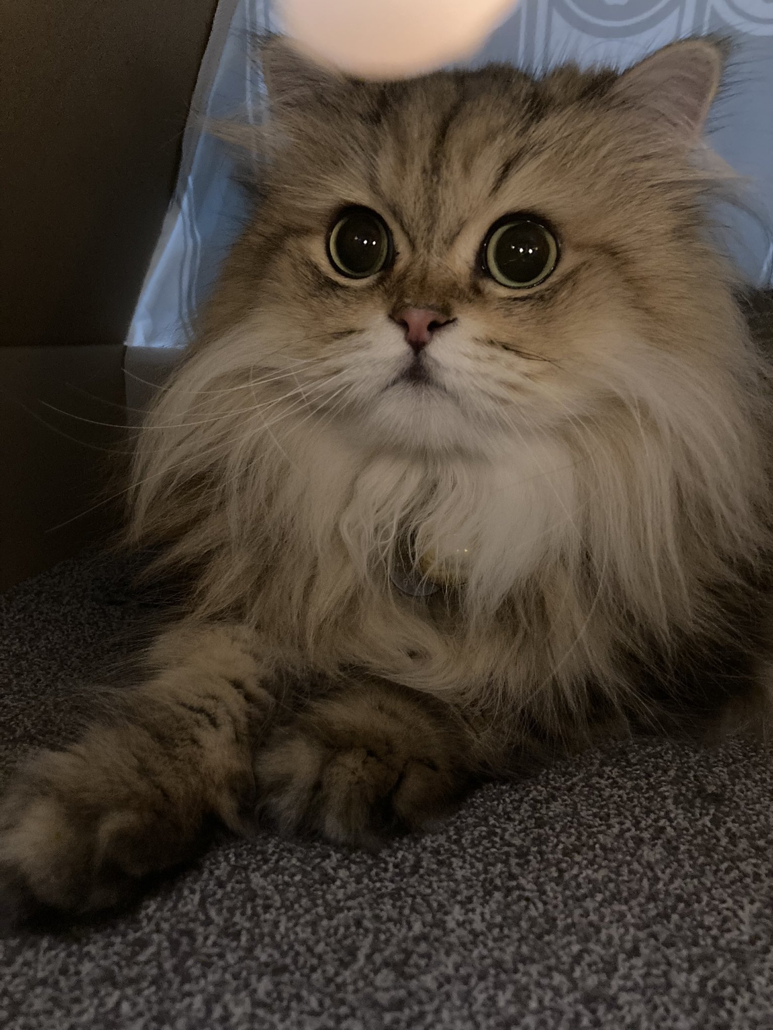 たぬきのぺぴお Peshientanuki Twitter