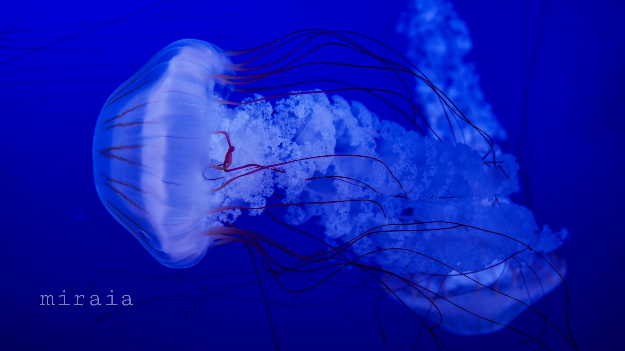 みらいあ フォロー前にプロフ読んでね 漂う 写真 写真好き Photography 水族館 くらげ T Co Uf2ke9iet7 Twitter