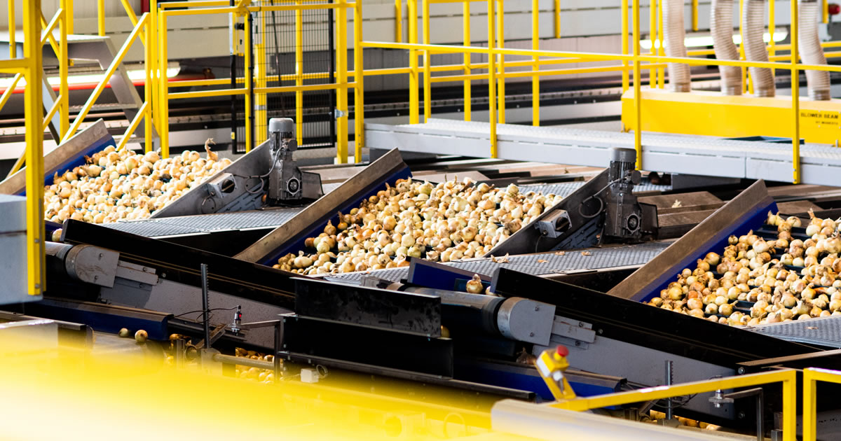 eqraft's tweet photo. Moment of truth: in a matter of seconds all these onions are inspected outside and inside, and subsequently dropped at one of the 16 exits of the Eqrader. #opticalgrading #eqrader #onions https://t.co/Yde5FDBbKs