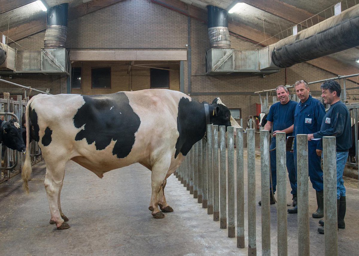 Analyzers Jan Schilder and Theo Pieters review Double W Ranger, aAa 531426, at <a href="/CRV4all/">CRV</a> in Giekerk, NLD. At left is the bull’s caregiver, Hans de Vries. Photo credit Eric Elbers

#aAaWeeks #SireTheNeed #BetterFormBetterFunction