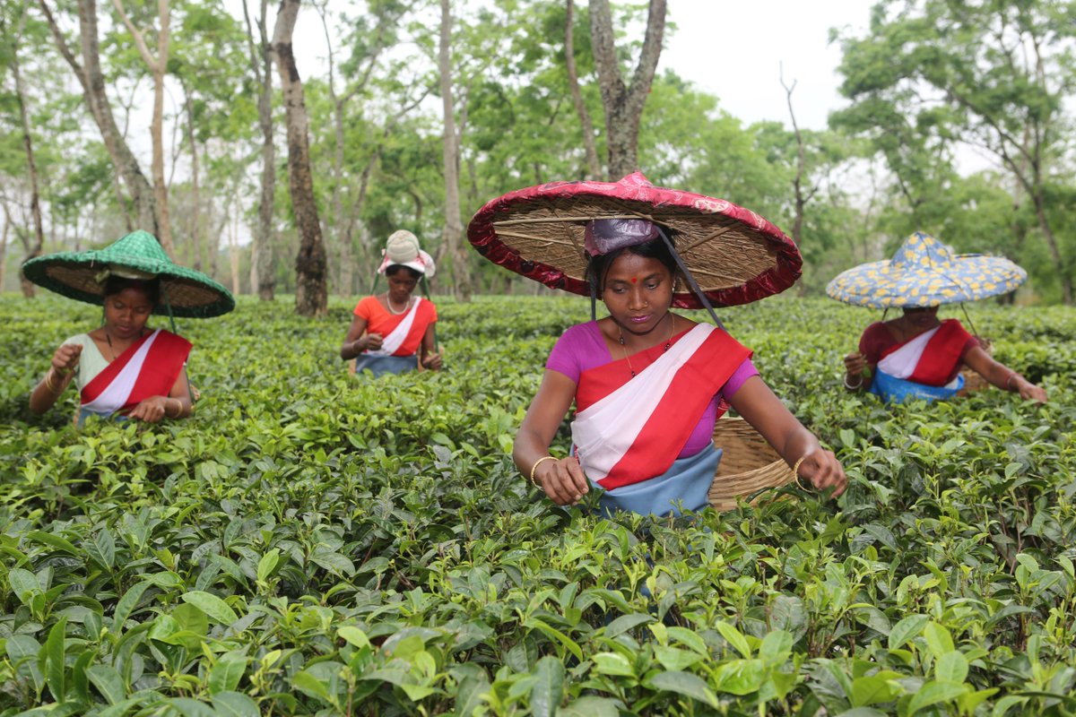CamelliaPlc's tweet photo. We've reached @GoodrickeTea tea estates in Assam. Fed by the mighty Brahmaputra River, Assam is lush and green. India's largest tea-growing state, both Orthodox and CTC teas are produced in this premium quality region. #VirtualMission #CamelliaSuperteam https://t.co/tWnf6gMG8e