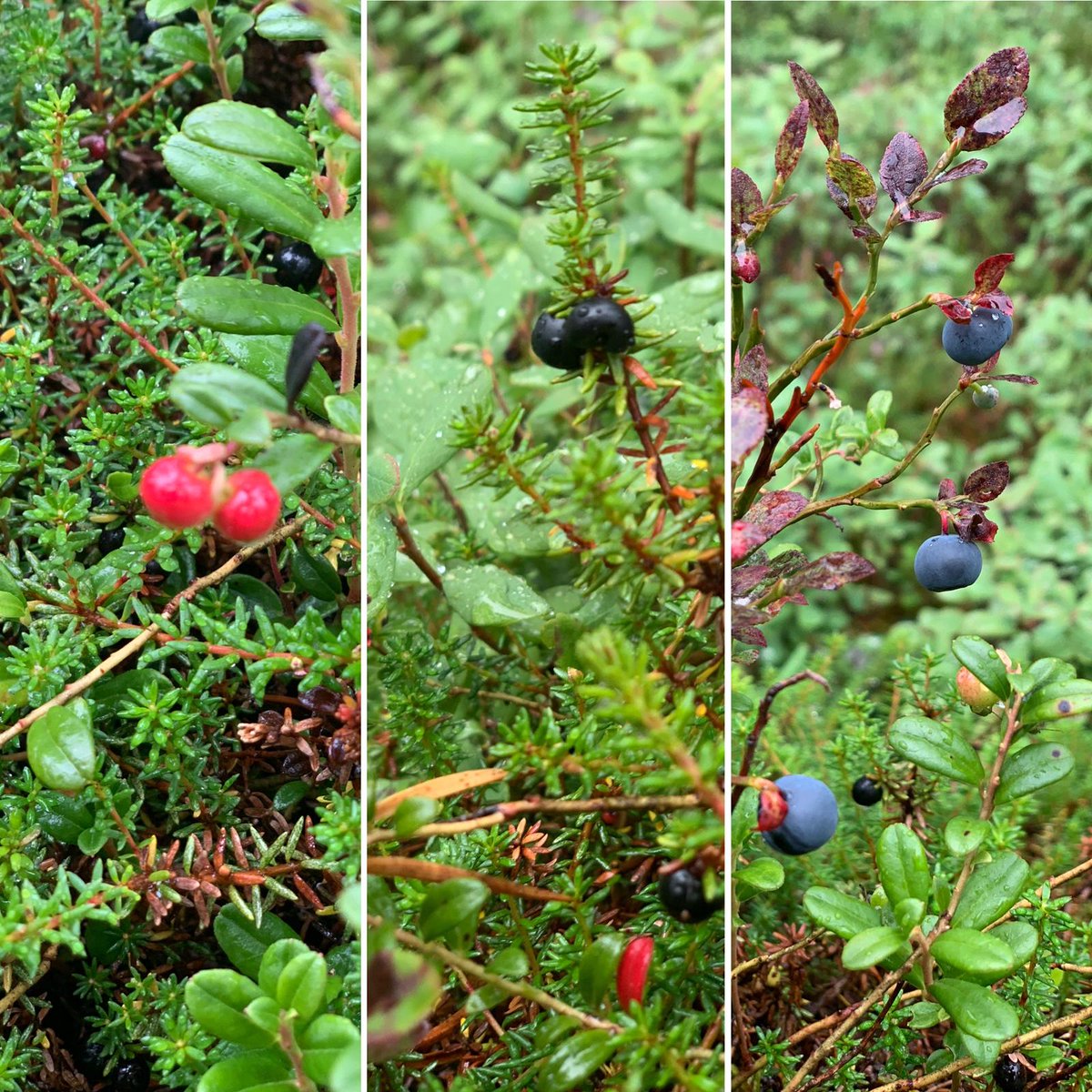 Check out our new article on culturable endophytes of northern wild berry fruits: doi.org/10.1093/femsec…