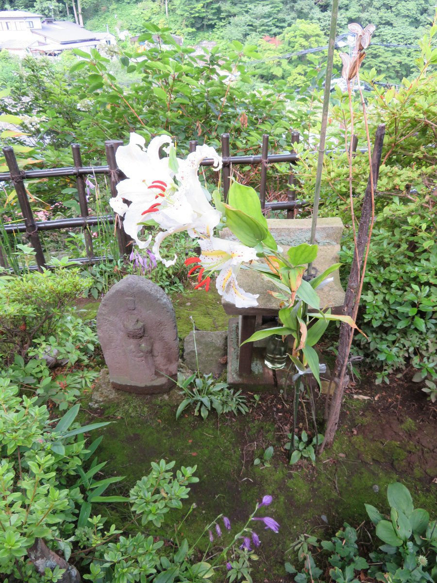 MiyukiAt's tweet photo. ヤマユリです。
地下の球根のような部分（鱗茎・りんけい）は、縄文時代から食料になっていたそうです。
父は、花や草木の写真をよく撮っていました。
わたしは初心者なので、どうファインダーにおさめていいか、まだよくわかりません。
#ヤマユリ　#kimono #goldenrayedlily https://t.co/MZ0TOlZaDD