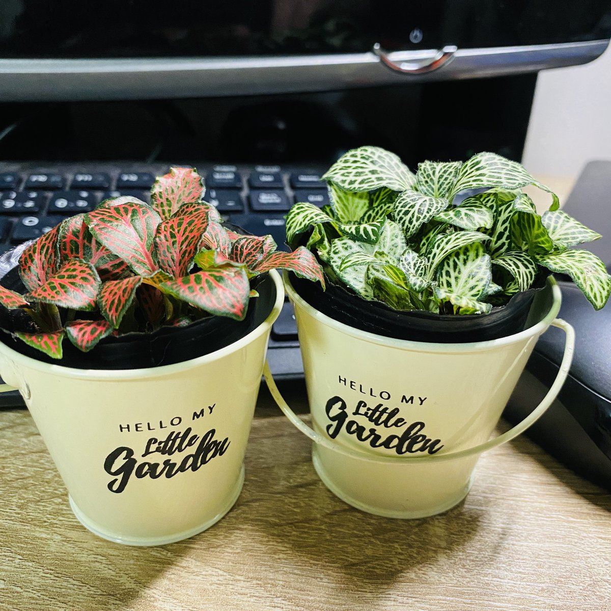 は る き ち M E R I N G U E ダイソーで可愛らしい観葉植物お迎えしました でも名前も詳しい育て かたも書いてなかったので調べたらフィットニアというそうな 葉っぱいっぱい増えるといいな W