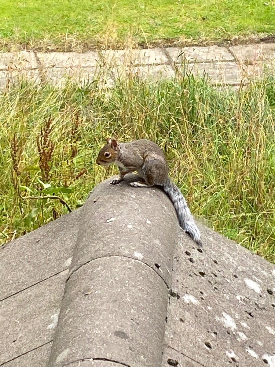 oztrazine's tweet photo. #SquirrelScrolling A good day for Spark, Zeek & Zeekette but the rats are getting a bit fighty now the bins have gone. #savethegreys #wildlife https://t.co/5Fdy5U6XXl
