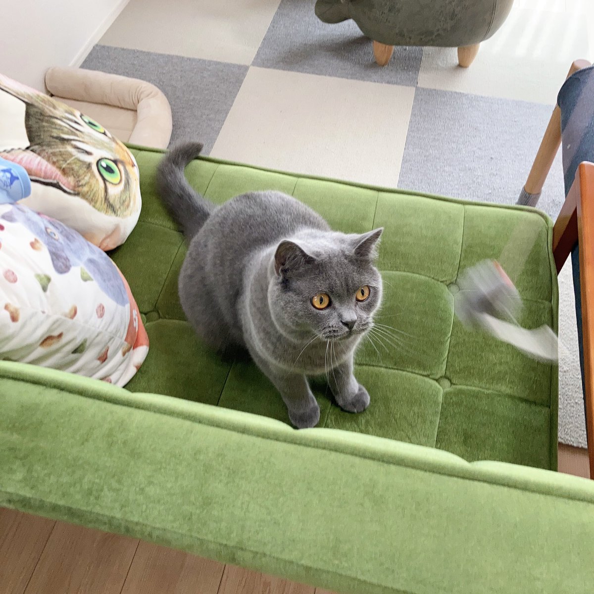 daisuke88da's tweet photo. よ〜く狙って

…………………あぁ😩

#猫 https://t.co/46hNN99o0Q