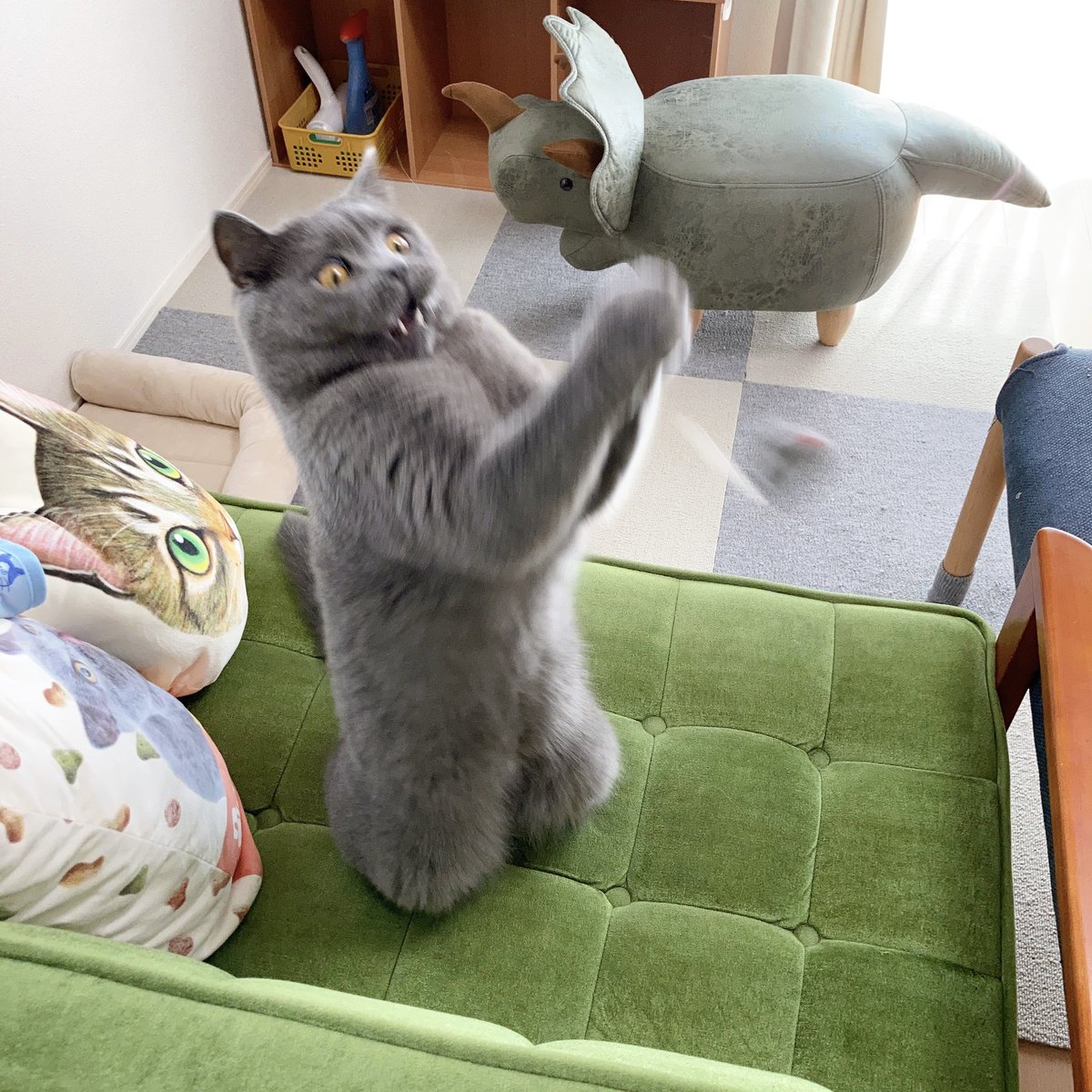 daisuke88da's tweet photo. よ〜く狙って

…………………あぁ😩

#猫 https://t.co/46hNN99o0Q