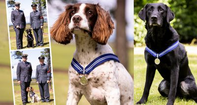 "Alfie and AJ’s extraordinary work warrants the highest recognition"

Royal Air Force dogs awarded PDSA Order of Merit
vetcommunity.com/vc/newsitem/?s…

<a href="/PDSA_HQ/">PDSA</a> <a href="/RoyalAirForce/">Royal Air Force</a> #veterinary #RAF
