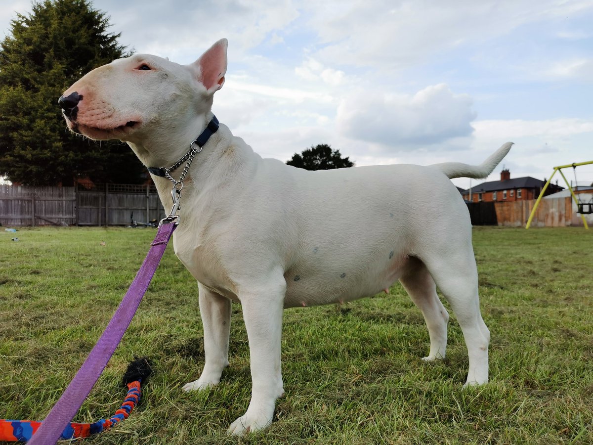 PaulMos02436367's tweet image. Someone said last night that my Florence is getting fat I was wounded what do you lot think she is 28kg at 20mnths old?