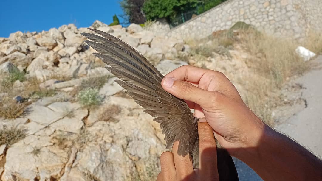 SimurgKusYuvasi's tweet image. Uygun arındırma metodu uygulanarak kanat ve kuyruk tüyleri, tüylerde kayıp ya da hasar yaşanmadan yapışkandan arındırıldı, bir süre gözetim altında tutuldu ve herhangi bir sağlık sorunu tespit edilmedi. 
#BozEbabil #PallidSwift #Apuspallidus