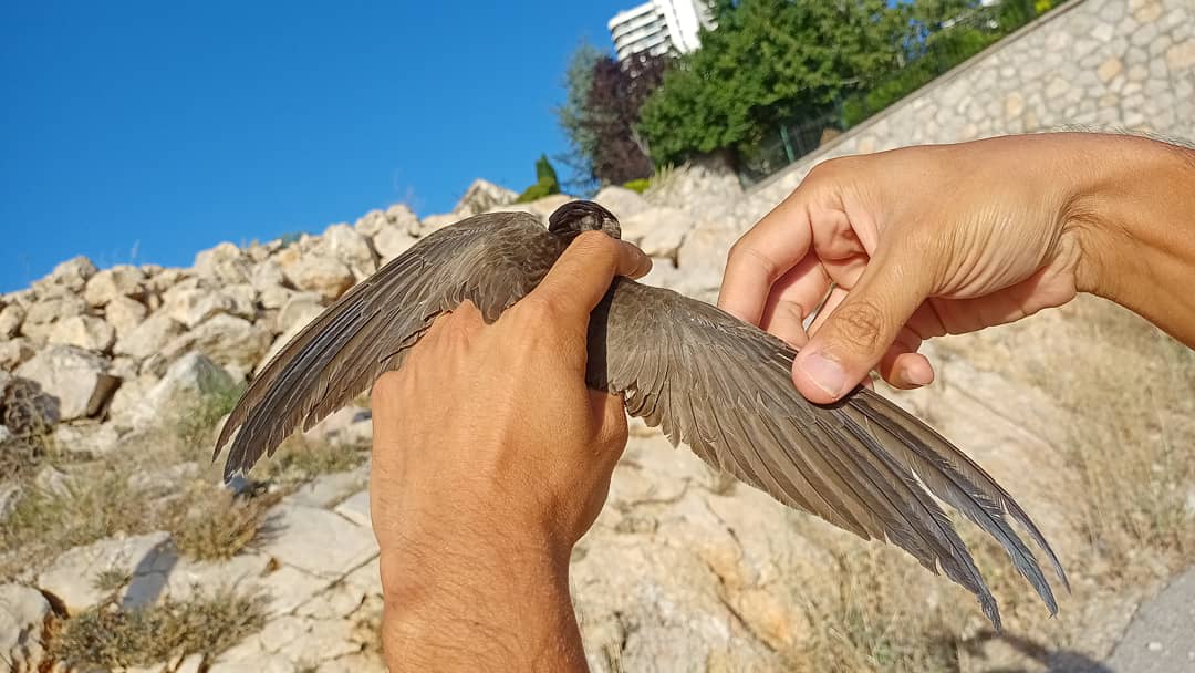 SimurgKusYuvasi's tweet image. Uygun arındırma metodu uygulanarak kanat ve kuyruk tüyleri, tüylerde kayıp ya da hasar yaşanmadan yapışkandan arındırıldı, bir süre gözetim altında tutuldu ve herhangi bir sağlık sorunu tespit edilmedi. 
#BozEbabil #PallidSwift #Apuspallidus