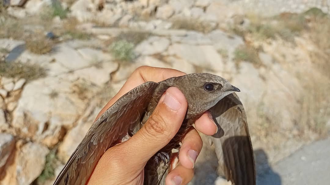 SimurgKusYuvasi's tweet image. Uygun arındırma metodu uygulanarak kanat ve kuyruk tüyleri, tüylerde kayıp ya da hasar yaşanmadan yapışkandan arındırıldı, bir süre gözetim altında tutuldu ve herhangi bir sağlık sorunu tespit edilmedi. 
#BozEbabil #PallidSwift #Apuspallidus