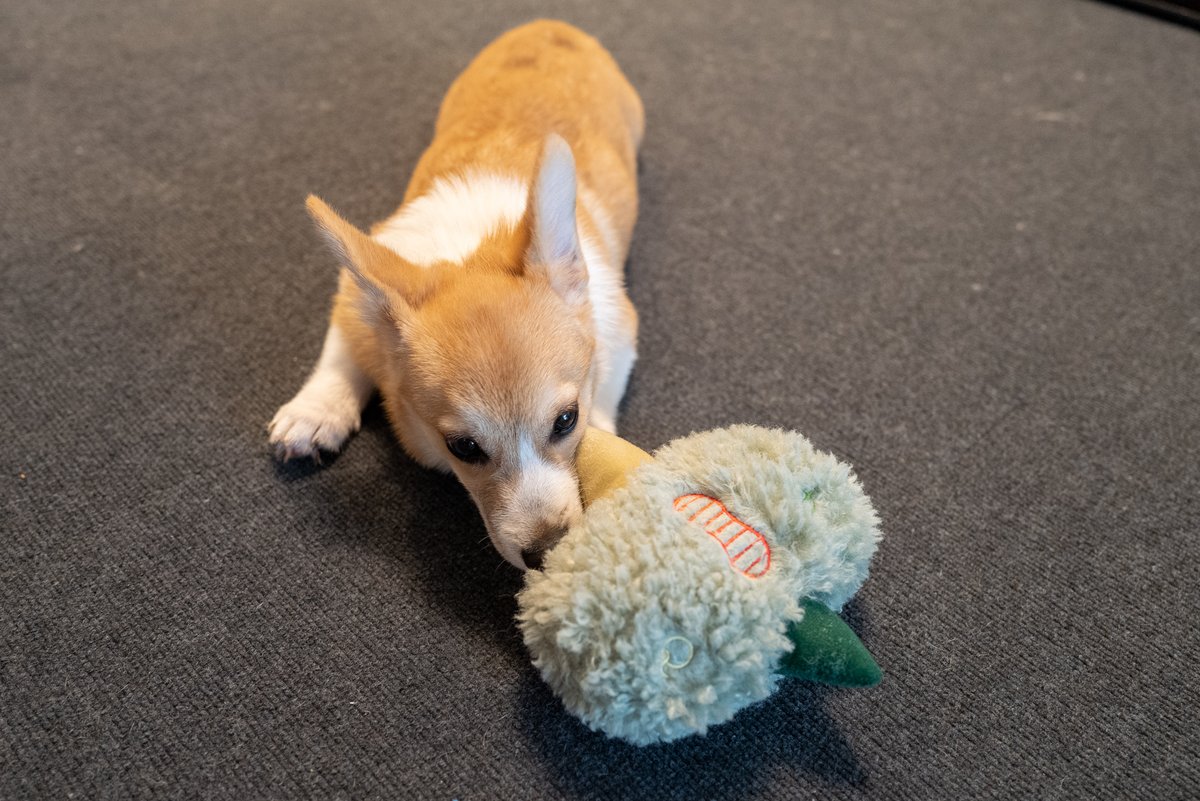 Qualum カルム Qualum Dogs Twitter