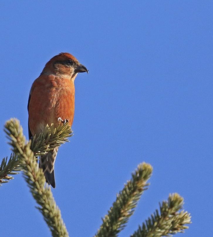 Crossbills don’t really breed year round in North America, but they do breed in two main cycles, 1) July-September utilizing newly developed cone crops, and 2) January-April utilizing the last remaining cone crops.