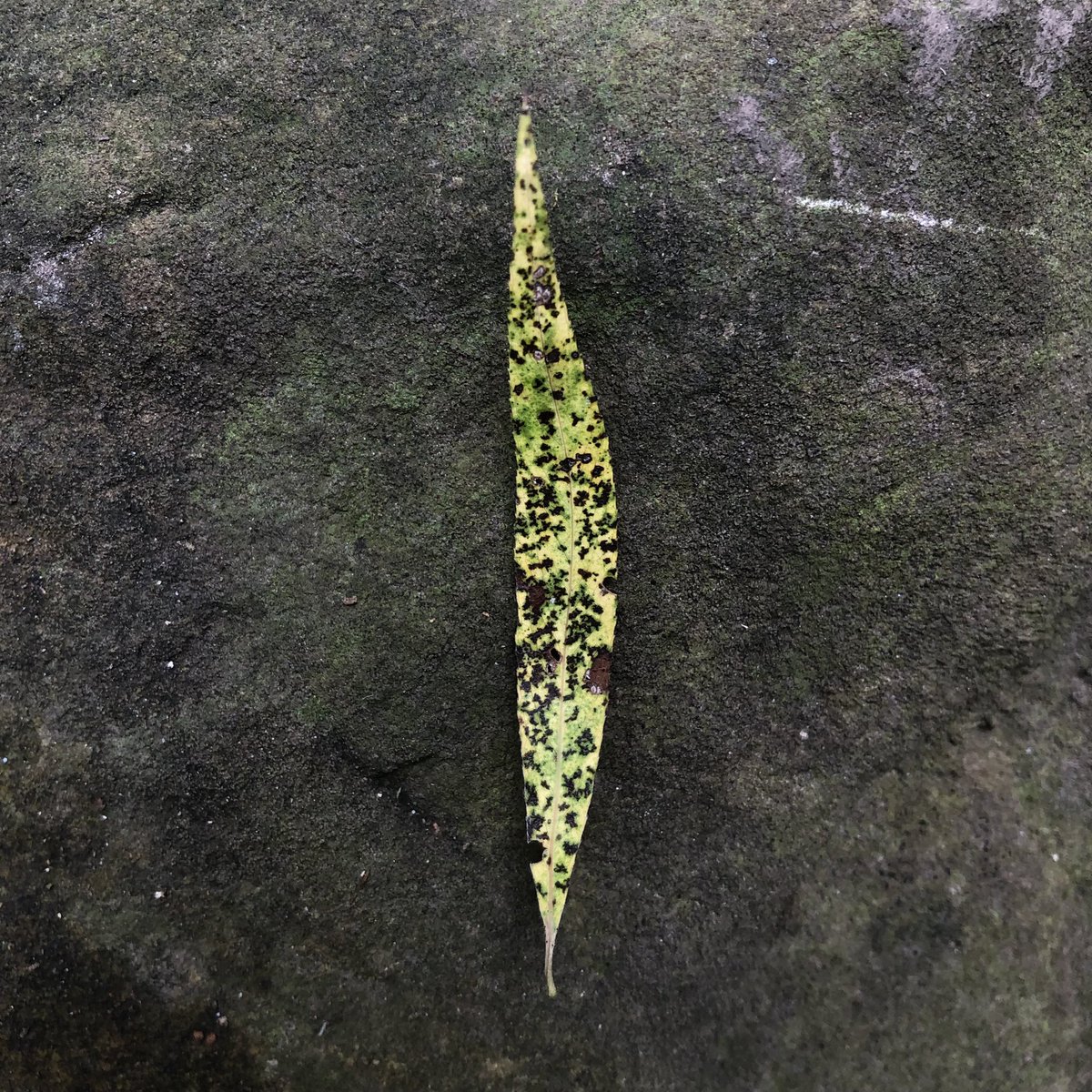 markjwatts's tweet photo. #leaves at #tryonpark #roc #rochesterny #NaturePhotography #photography https://t.co/zK55rWadFC
