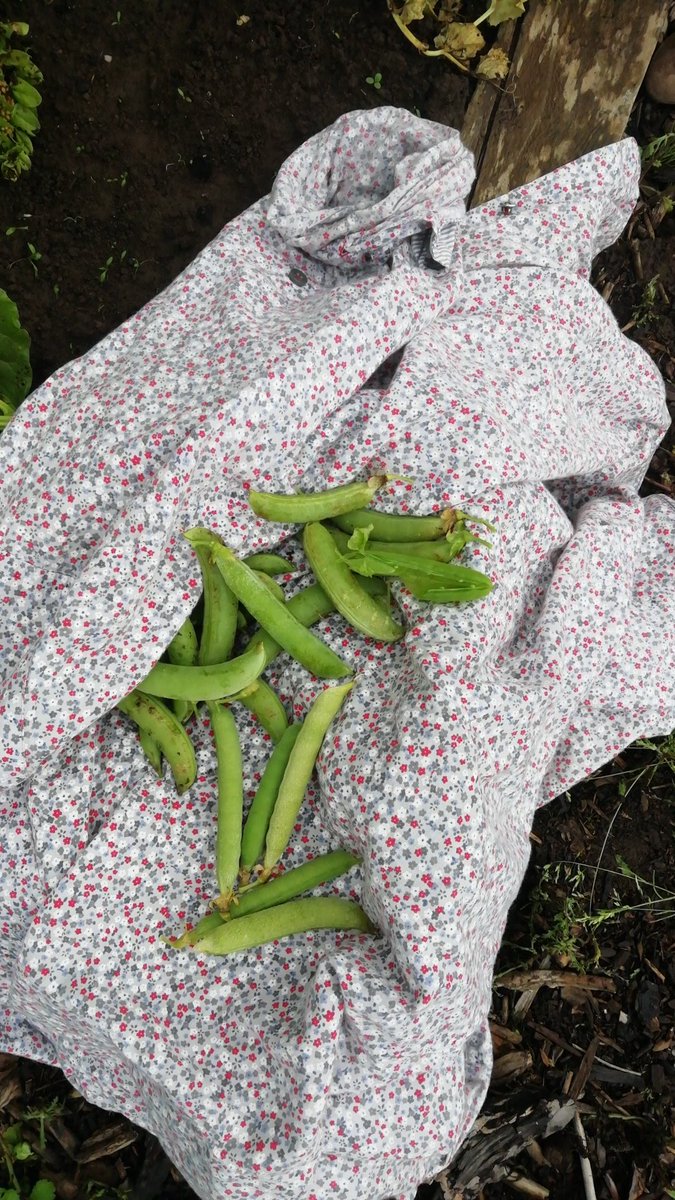 Cat Mackay Community Arts (MackayArts) Twitter