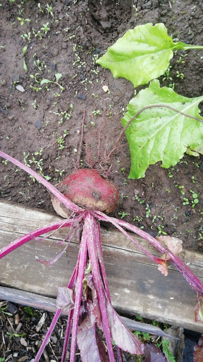 Cat Mackay Community Arts (MackayArts) Twitter