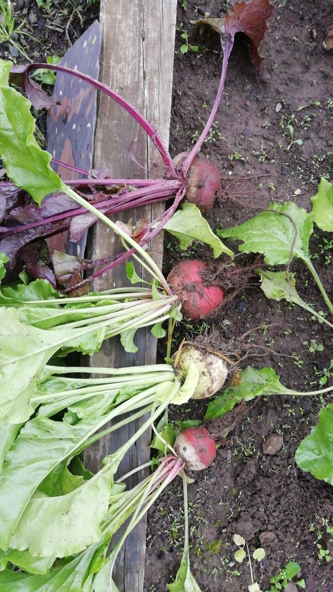 Cat Mackay Community Arts (MackayArts) Twitter