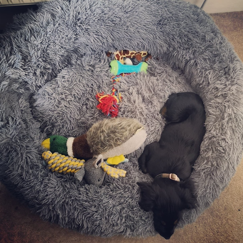 r0bb080's tweet photo. The pup has joined me in the office today! #workingfromhomeperks #bringyourpuppytoworkday https://t.co/GokjoubDlQ https://t.co/nDj0uyxOqT
