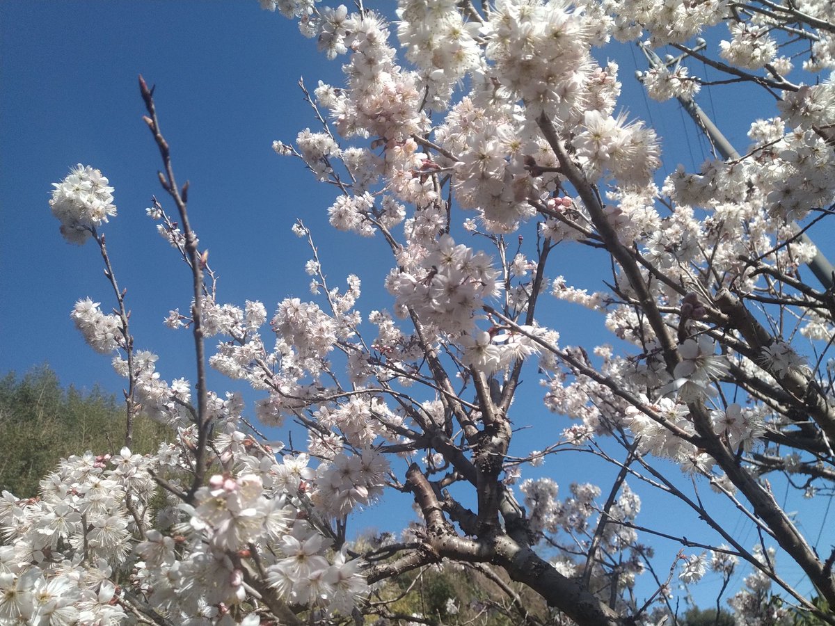 william19b's tweet photo. ✩.*˚🌸やっぱり桜🌸されど桜🌸✩.*˚
#YouTube 
#Spiritual 
#桜 https://t.co/SejGTU3C7b