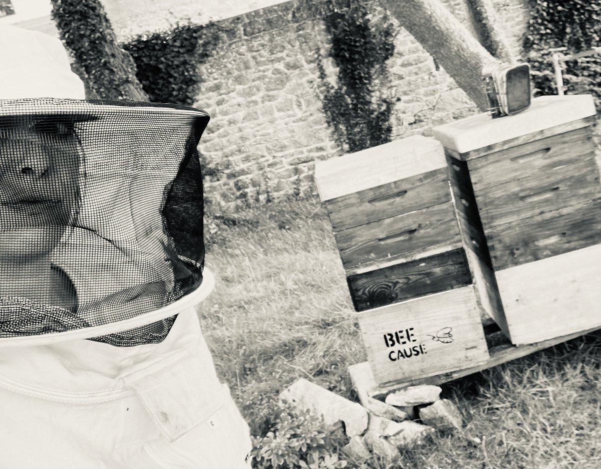 El_Fournier's tweet photo. Récolte du #miel d été avec #beecause #kernevel #bretagne #larmorplage #sellor
Super moment 🍯 https://t.co/QJCgN7D8lY
