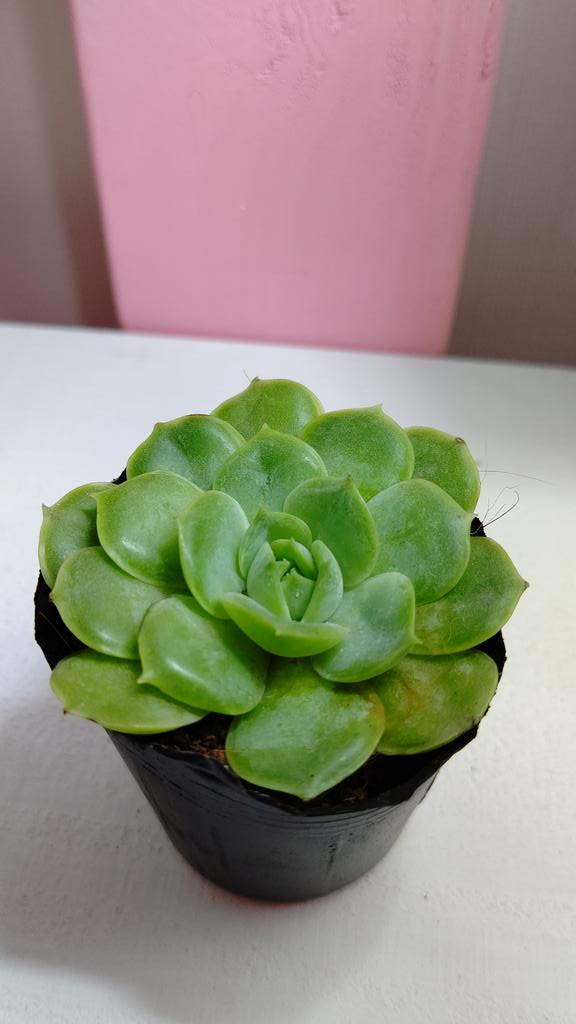 666vanilla 多肉 Twitter ನಲ ಲ 先日狩った ダイソー多肉 正体がわからなかったけど オウンスロー みたい これラス1だったから買えて嬉しいなぁ 既に持ってるけど110円てとこがたまらない 多肉植物 エケベリア T Co Nsddbxwkce Twitter 666vanilla 多肉 Twitter ನಲ ಲ 先日狩った ダイソー多肉 正体がわからなかったけど オウンスロー みたい これラス1だったから買えて嬉しいなぁ 既に持ってるけど110円てとこがたまらない 多肉植物 エケベリア T Co Nsddbxwkce Twitter