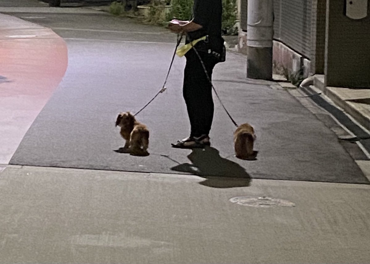 犬の糞 犬の糞