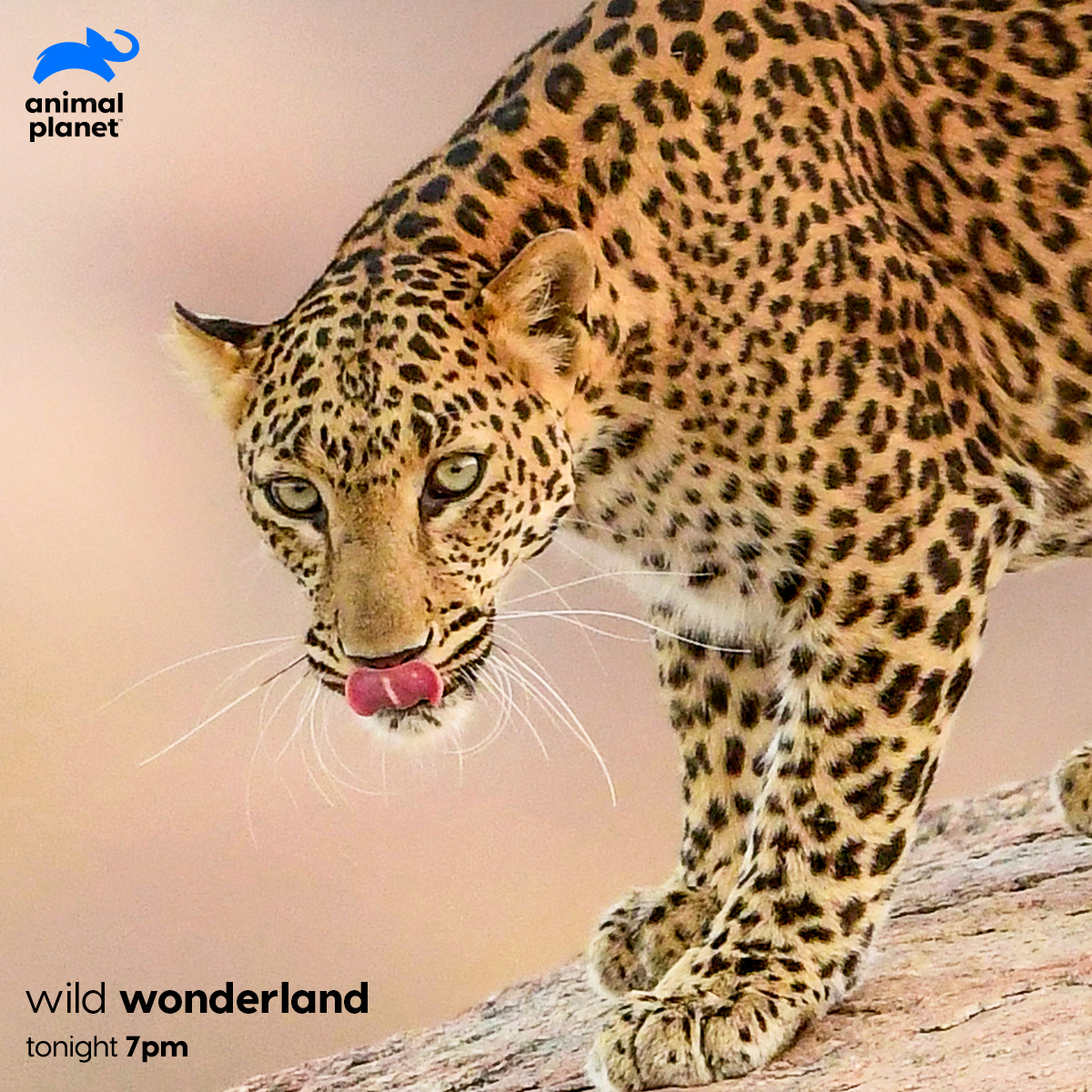 Animal Planet India on Twitter: Animal Planet India on Twitter:
