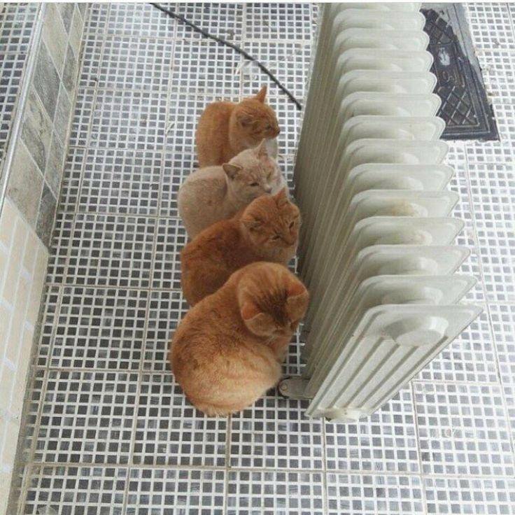 El Dia Internacional del Gat se celebra cada any el 8 d’agost i el seu propòsit és crear consciència sobre els gats i aprendre maneres d’ajudar-los i protegir-los.

Llegeixi l'article: veterinariebre.com/2021/08/09/dia…

#Mascotes #Gats #Desparasitació #Veterinari #Gatos #Mascotas #Vet