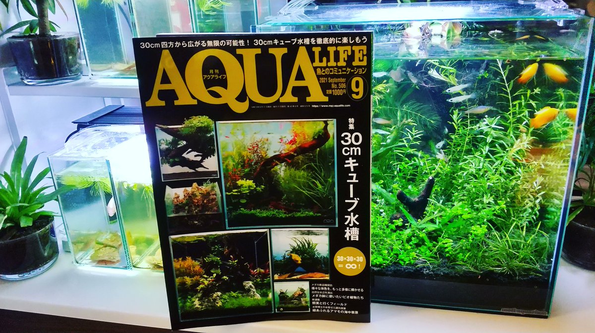 キューブ水槽 Twitter Search Twitter