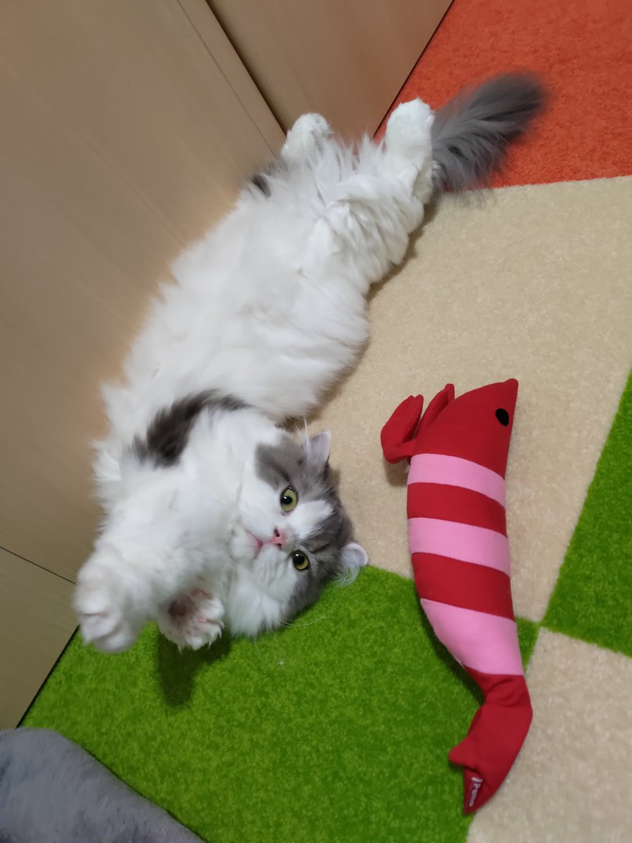 CatTakuma's tweet photo. エビ反り練習中？ https://t.co/yo7AdpBJG6