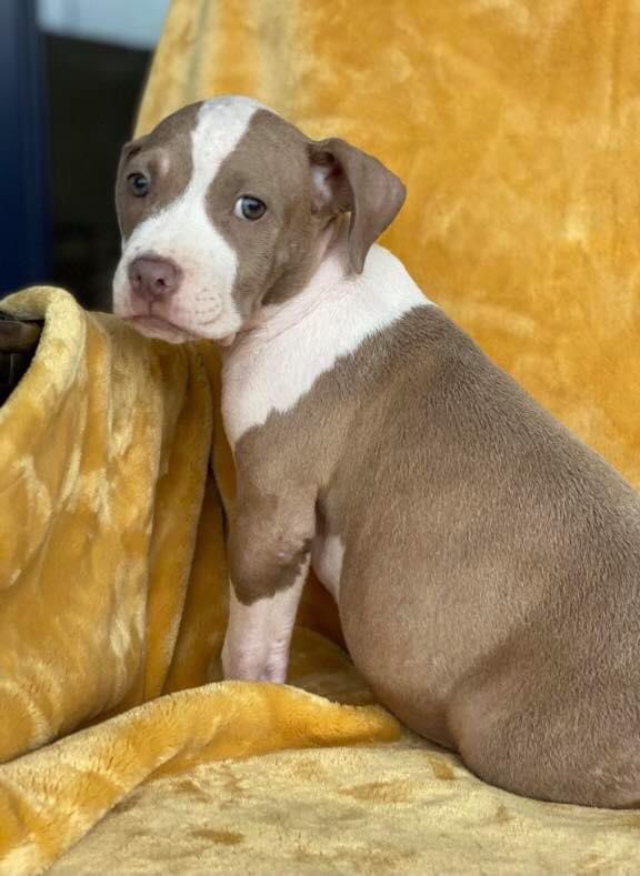 Meet Wheezy Banks!
Available for #adoption in #Florida apply online at the pixel fund.org