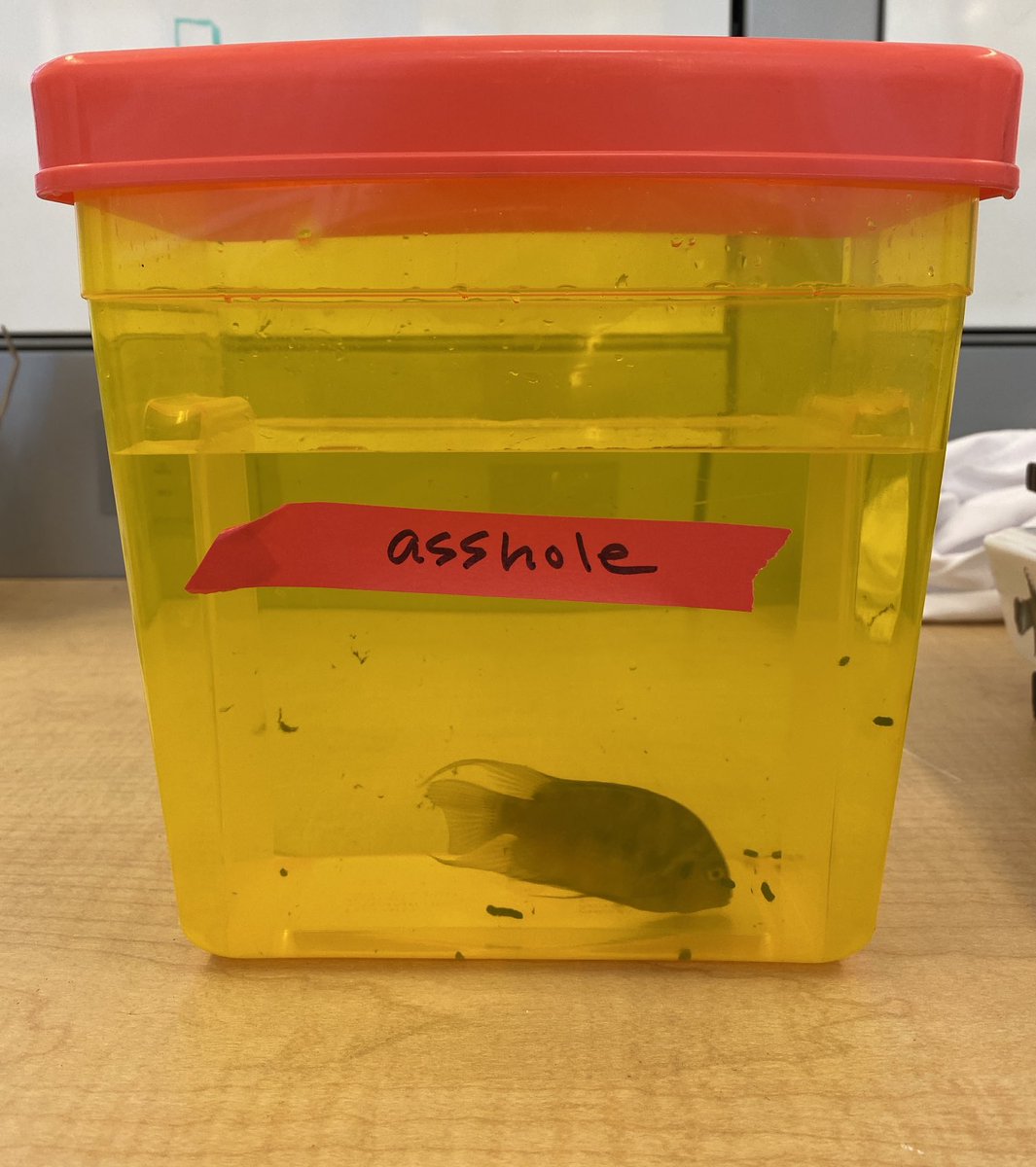 Who says fish don’t have personalities.