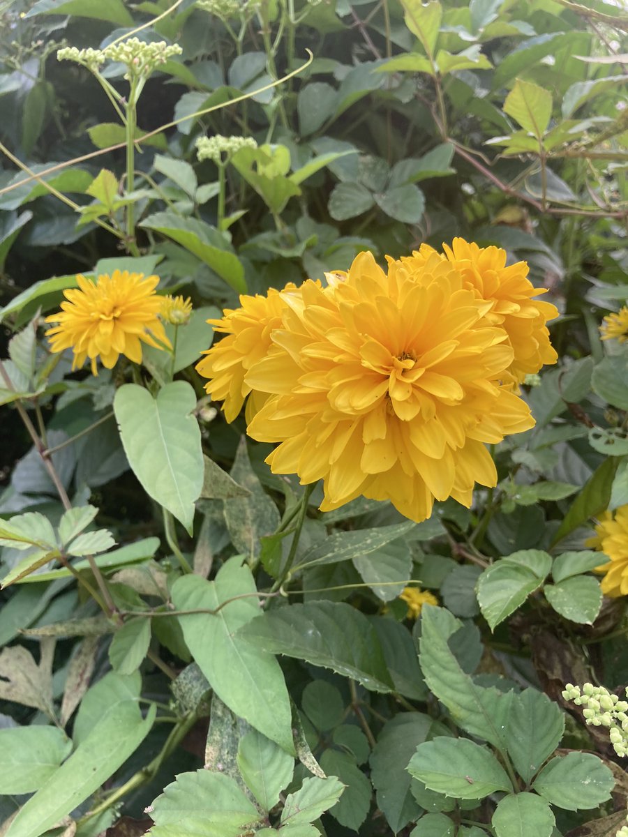 たかちゃん 足るを知る 足るを知ることこそが 感謝の極意なのです 今日の花 ヤマブキ 花言葉 金運 感謝 花言葉 足るを知る