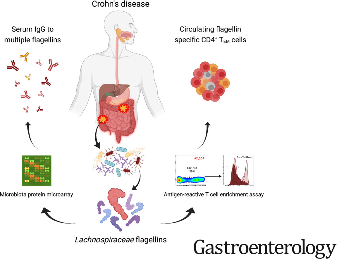 AGA_Gastro's tweet photo. Human microbiota flagellins drive adaptive immune responses in #Crohns: https://t.co/mShk98QEIK https://t.co/cBLF5gQ9B7